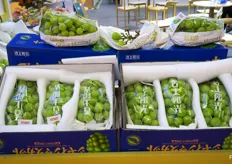 Fresh Grapes from China from HuaXing Agriculture.